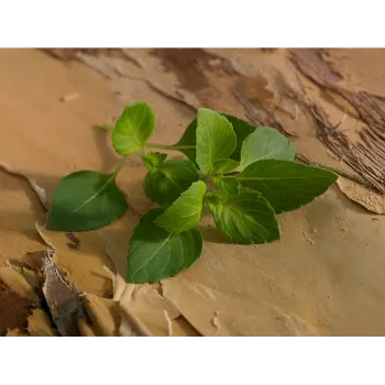 Dried Tulsi Leaves